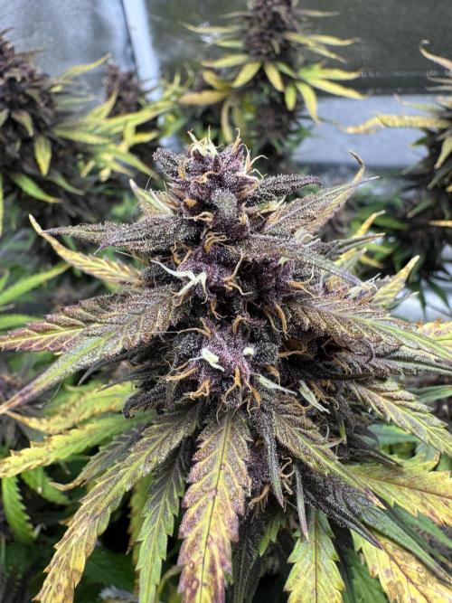Lemon Cherry Cookies. Week 10
