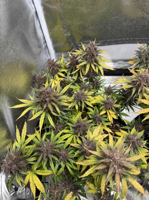 Lemon Cherry Cookies. Week 10