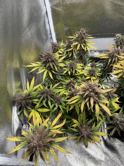 Lemon Cherry Cookies Auto. Week 10