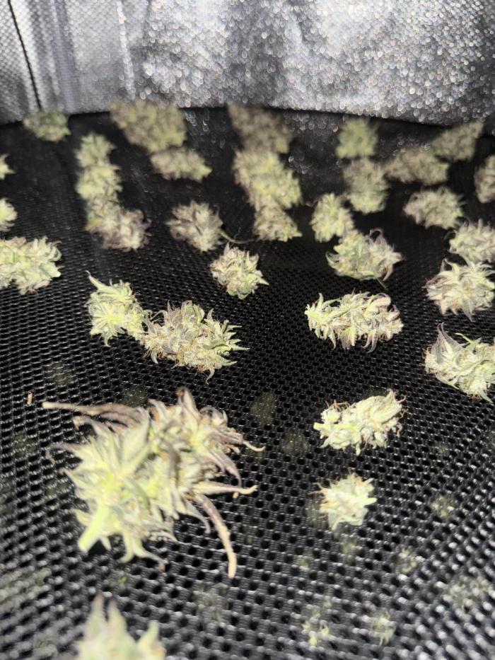 Banana Purple Punch. Week 11