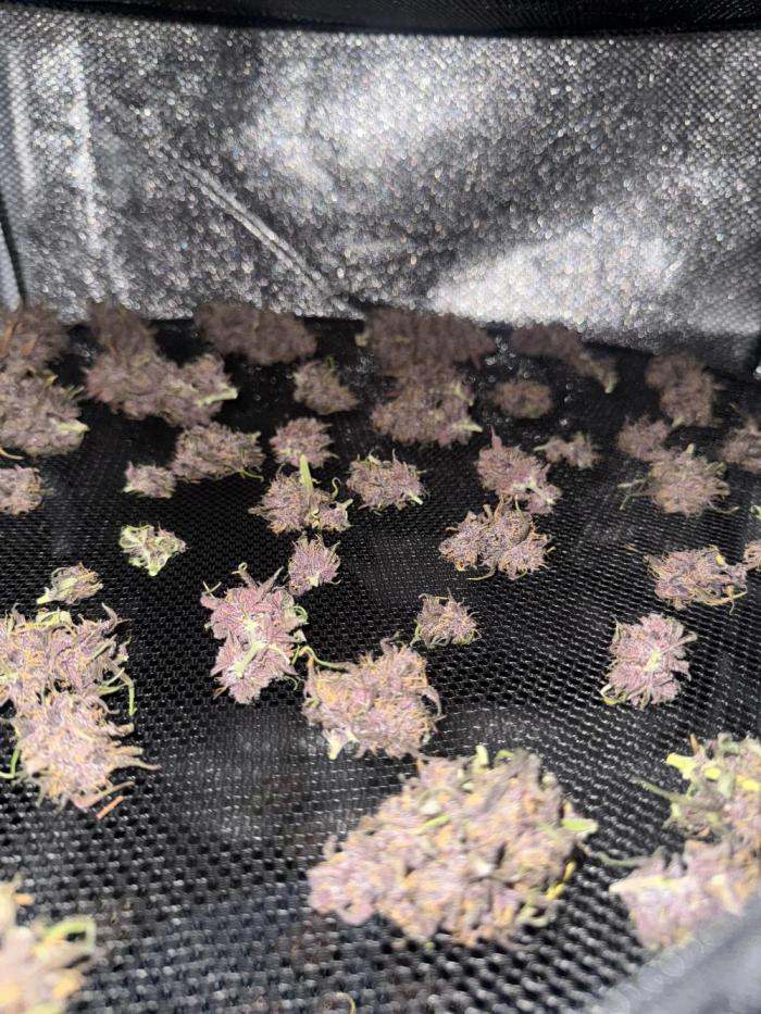 Lemon Cherry Cookies. Week 11
