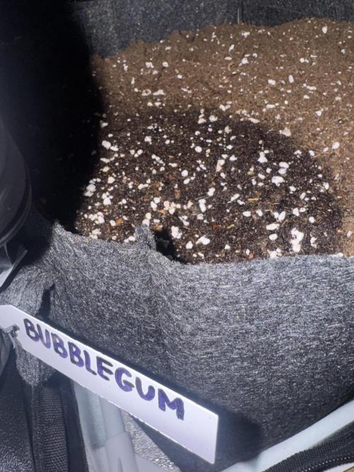 BubbleGum Auto. Week 0