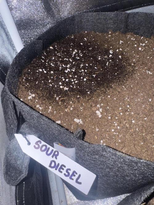 Sour Diesel Auto. Week 0