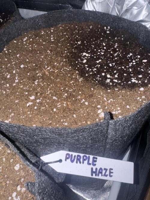 Purple Haze Auto. Week 0