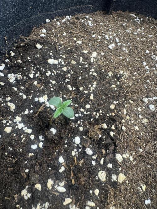 BubbleGum Auto. Week 1