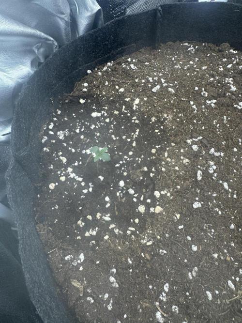 BubbleGum Auto. Week 1