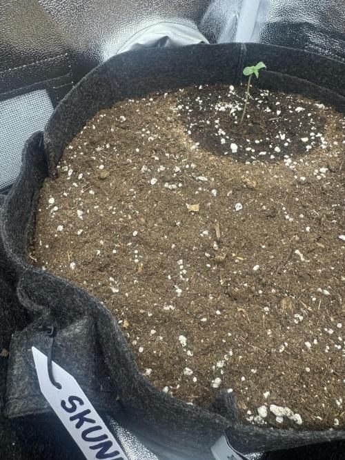 Skunk Auto. Week 1
