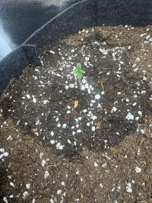 Sour Diesel Auto. Week 1