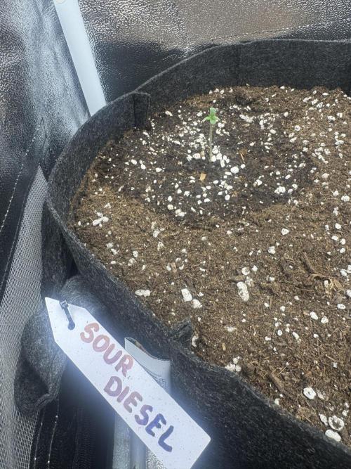Sour Diesel Auto. Week 1