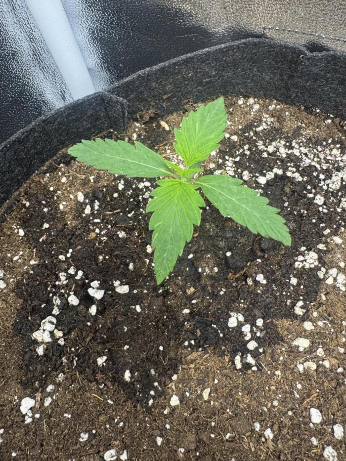 Sour Diesel Auto. Week 2