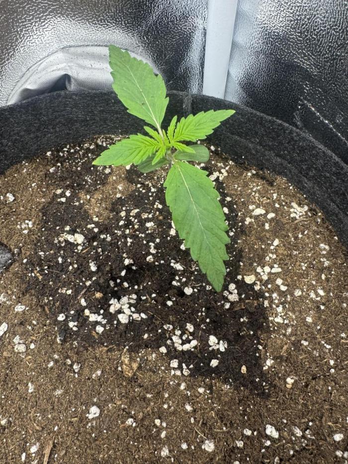 Skunk Auto. Week 2