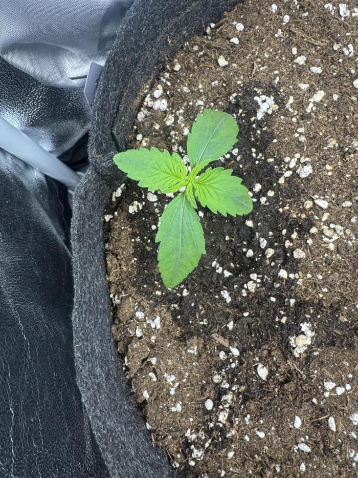 BubbleGum Auto. Week 2