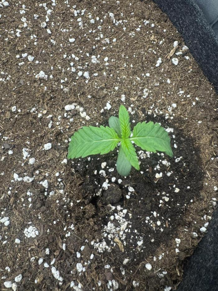 Purple Haze Auto. Week 2