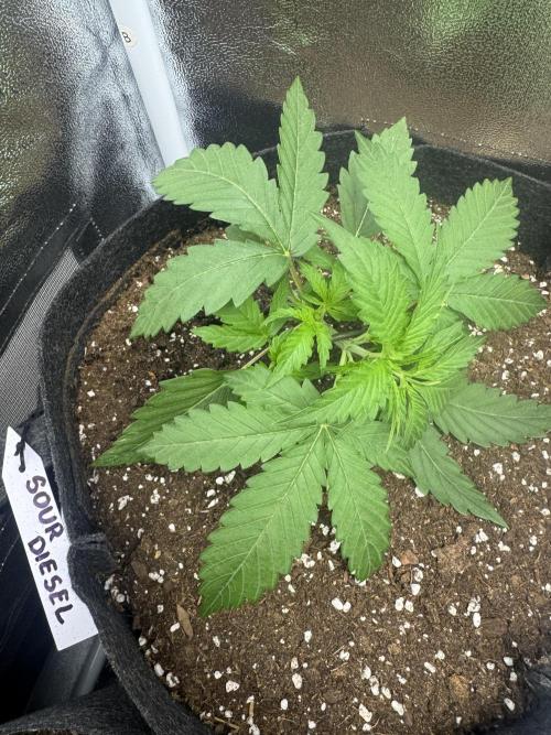 Sour Diesel Auto. Week 3