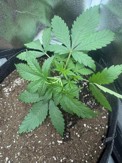 Skunk Auto. Week 3