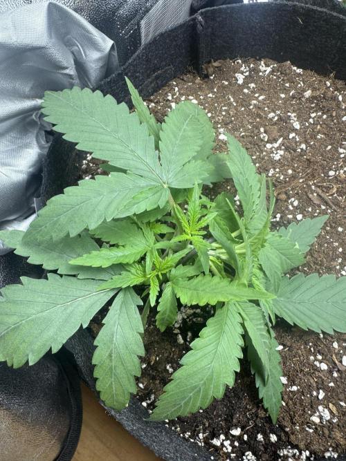 BubbleGum Auto. Week 3