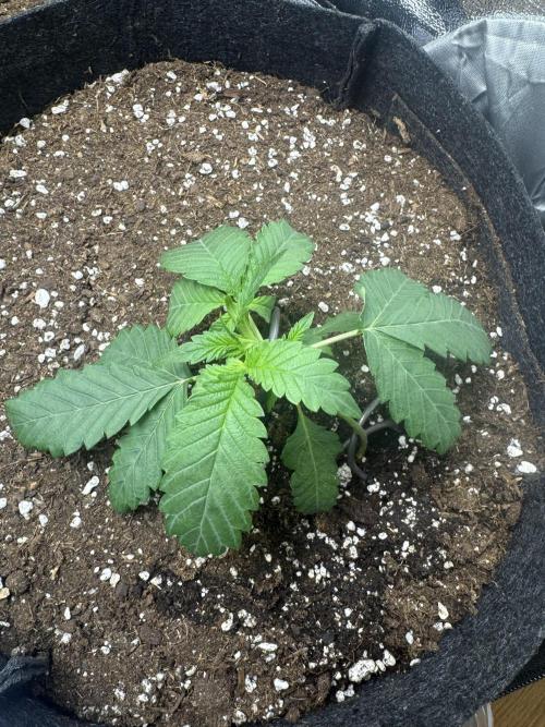 Purple Haze Auto. Week 3