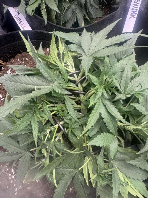 BubbleGum Auto. Week 4