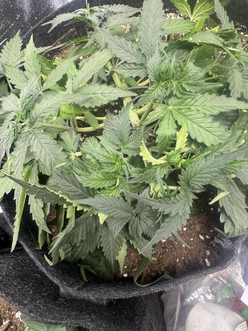 Sour Diesel Auto. Week 4