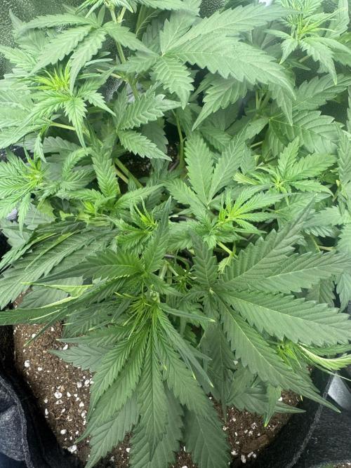 Skunk Auto. Week 4