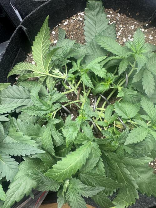 Purple Haze Auto. Week 4