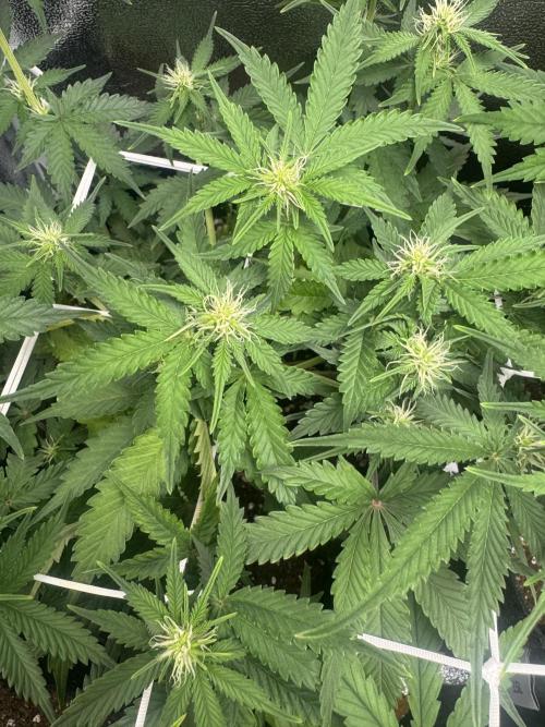 Sour Diesel Auto. Week 5