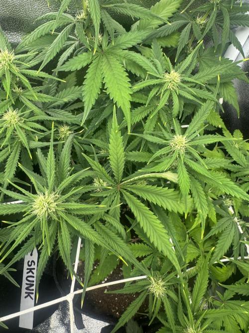 Skunk Auto. Week 5