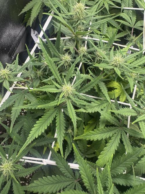 BubbleGum Auto. Week 5