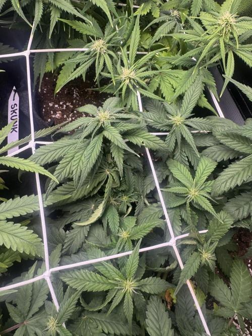 Purple Haze Auto. Week 5