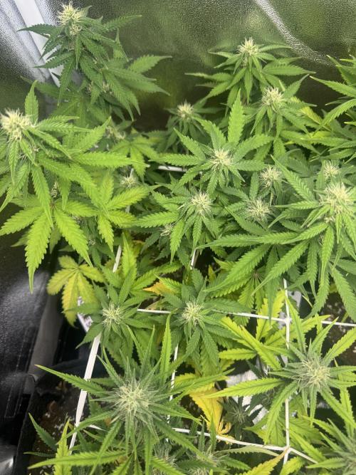 Sour Diesel Auto. Week 6