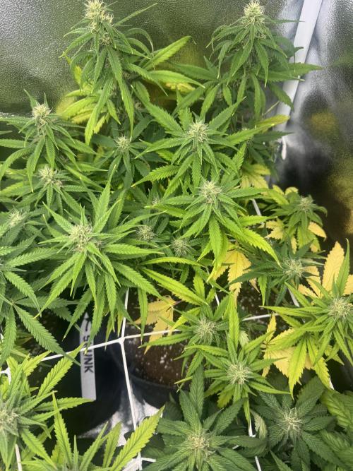 Skunk Auto. Week 6