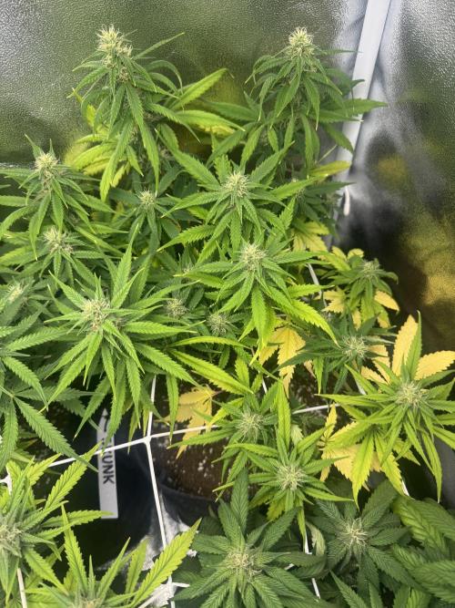 Skunk Auto. Week 6
