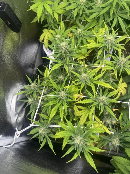 BubbleGum Auto. Week 6