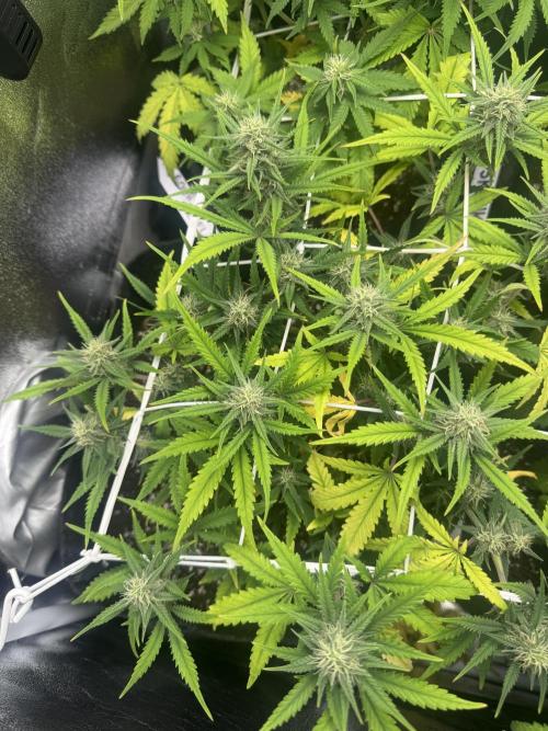BubbleGum Auto. Week 6