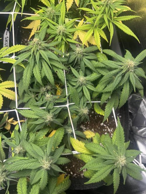 Purple Haze Auto. Week 6