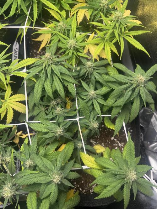 Purple Haze Auto. Week 6