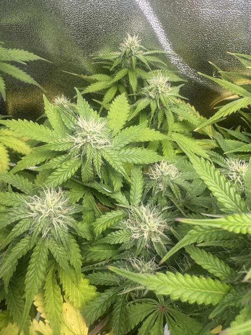 Sour Diesel Auto. Week 7
