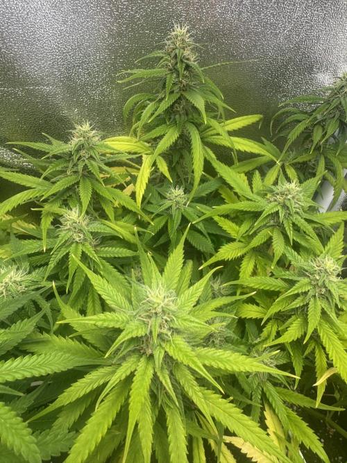 Skunk Auto. Week 7