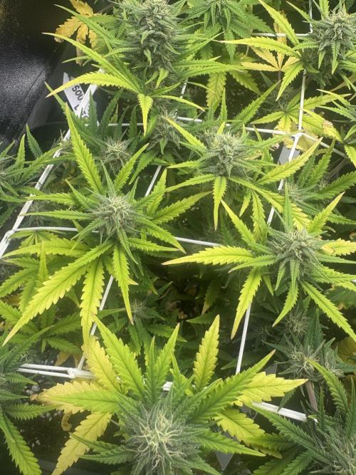 BubbleGum Auto. Week 7