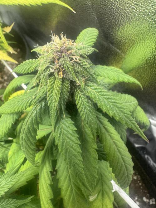 Purple Haze Auto. Week 7