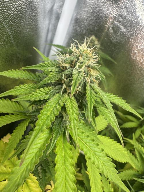 Sour Diesel Auto. Week 8