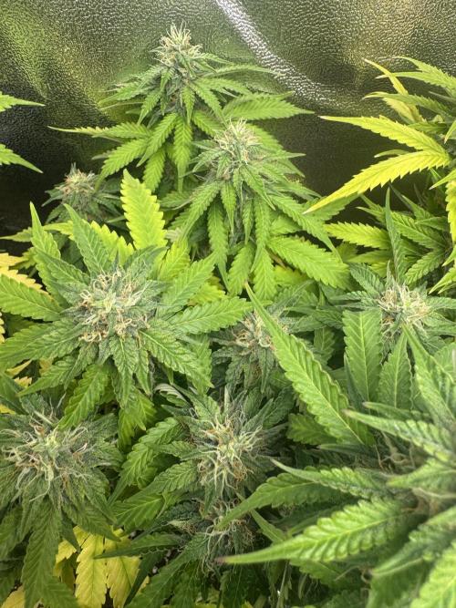 Sour Diesel Auto. Week 8