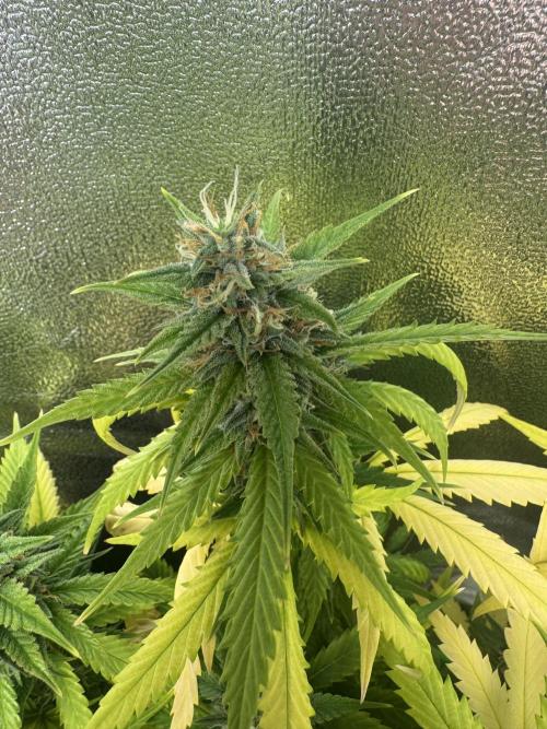 Skunk Auto. Week 8