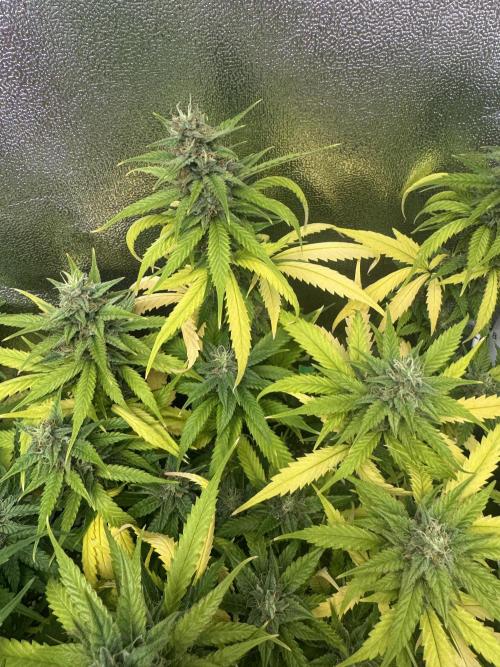 Skunk Auto. Week 8