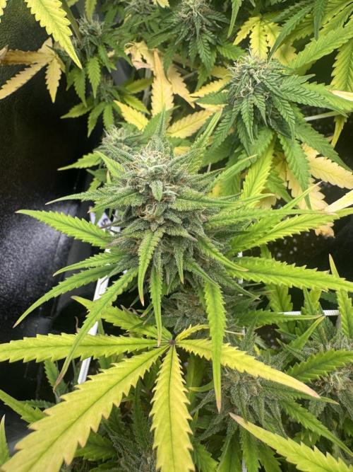 BubbleGum Auto. Week 8