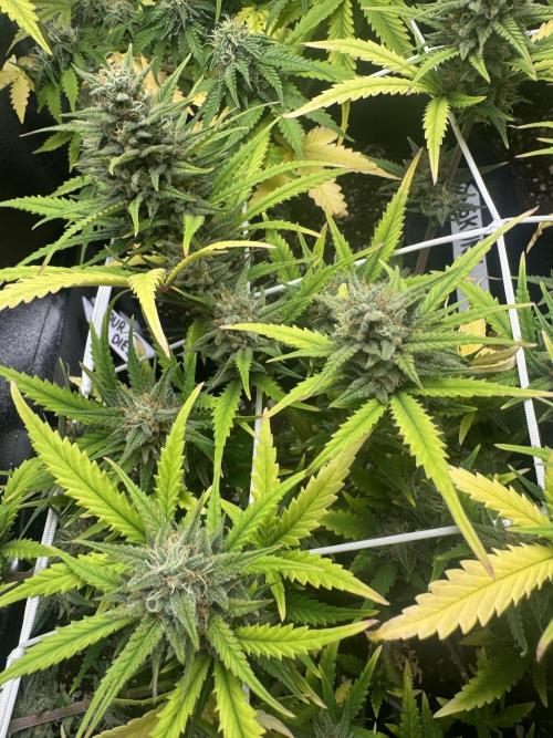 BubbleGum Auto. Week 8