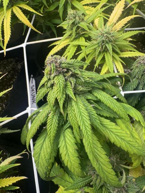 Purple Haze Auto. Week 8