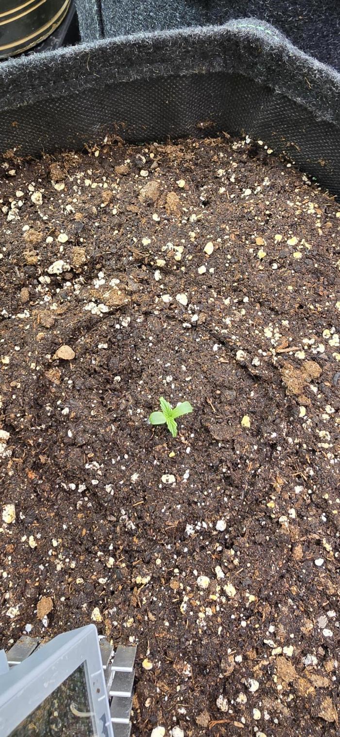 Seed Supplier Contest. Week 0 - 3 Tage nach der Keimung 😇