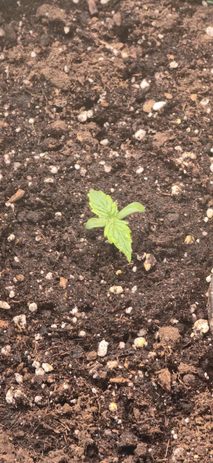 Seed Supplier Contest. Week 1 - Bis jetzt alles gut.