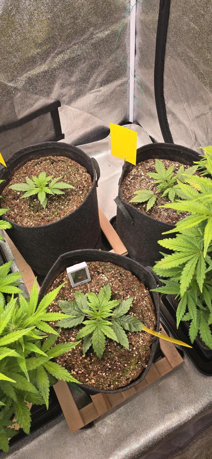 Seed Supplier Contest. Week 2